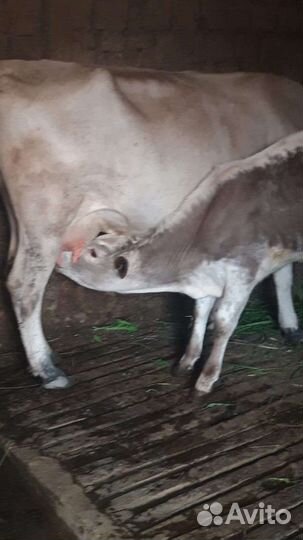 Корова дойная с теленком