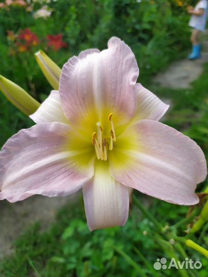 Лилейники, лилейник, цветы лилии, лилия