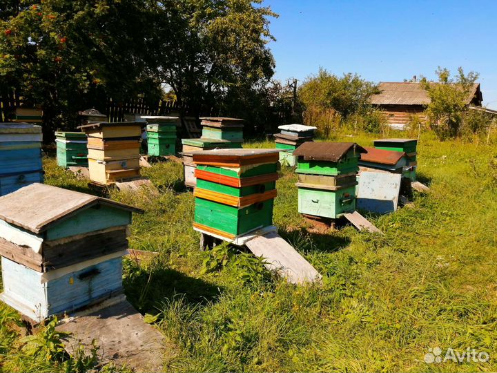 Натуральный мёд 2023