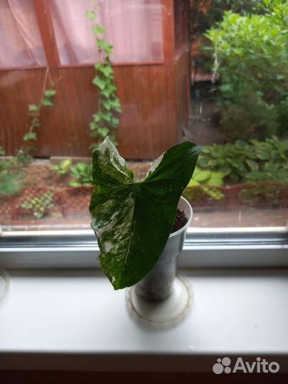 Сингониум Podophyllum varieqata