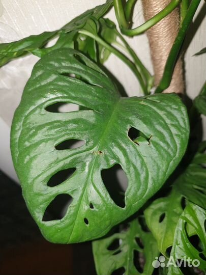 Монстера адансона