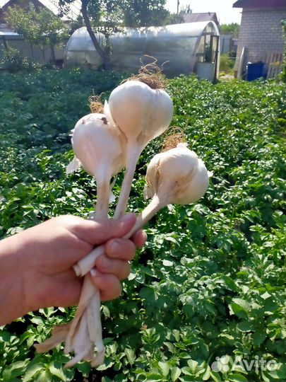 Рокамболь лук чеснок