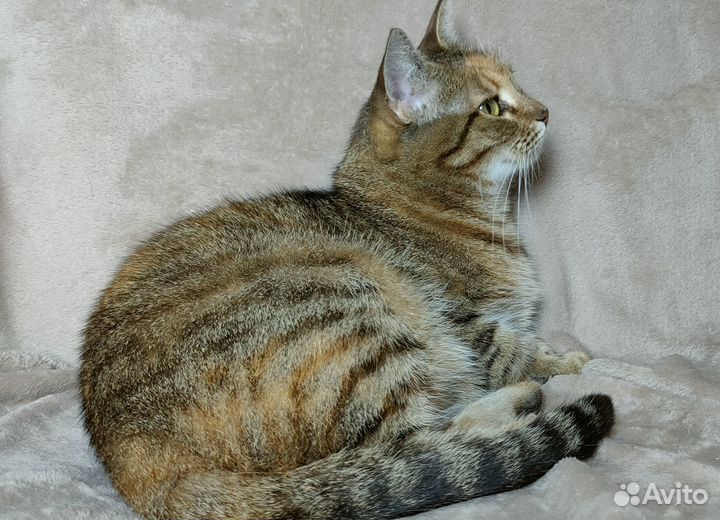 Кошечка табби