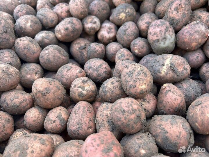 Картофель деревенский