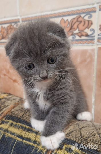 Котята метисы шотландского вислоухого