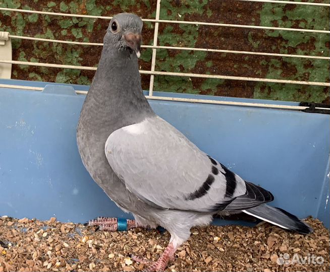 Голубиный помет