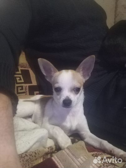 Вязка кобель чихуахуа мини