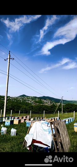 Пчелопакеты