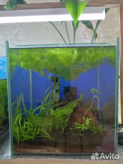 Аквариум