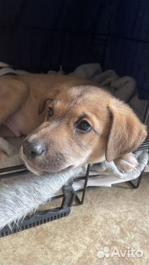 Щенки бесплатно