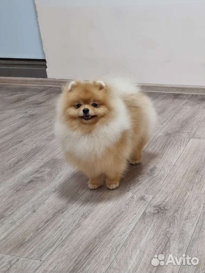 Померанский шпиц. Женихи