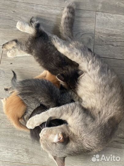 Котята в добрые руки