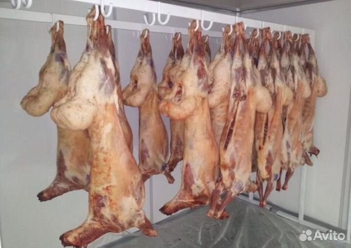 Телятина,баранина Халяль100%