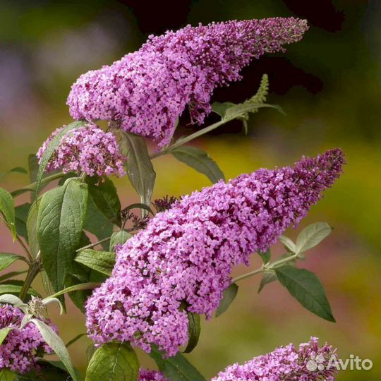 Буддлея Давида