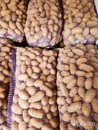 Картофель домашний