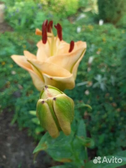 Цветы садовые многолетние