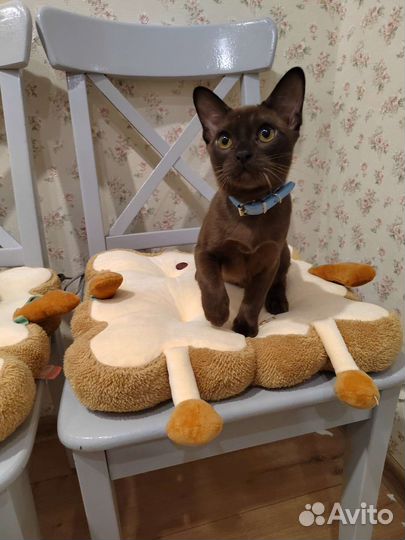 Бурманские котята