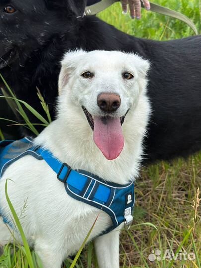 Собака из приюта