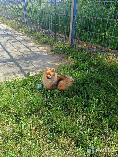 Собака вязка