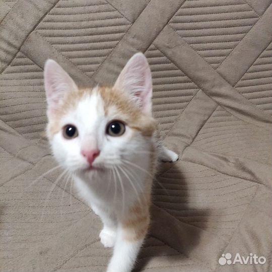Рыжий с белым котенок ищет дом