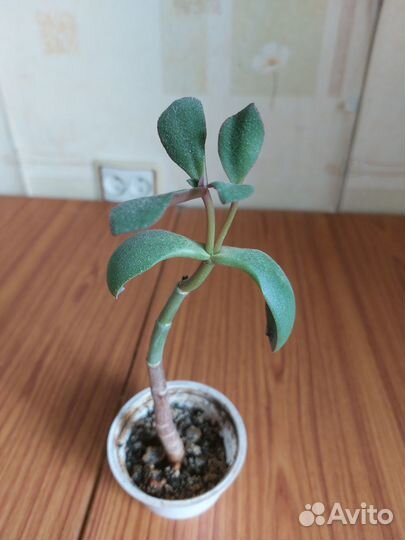 Алое, кактус, амарилис, аглоанема,цилиндрика, Юкка