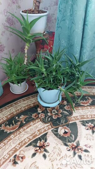 Комнатные цветы алоэ