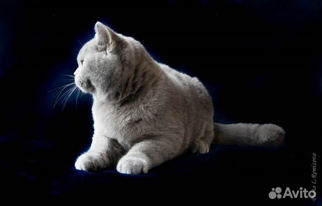 Голубой британский кот. Крупный объявление продам