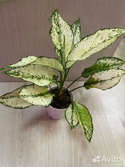 Аглаонемы разные