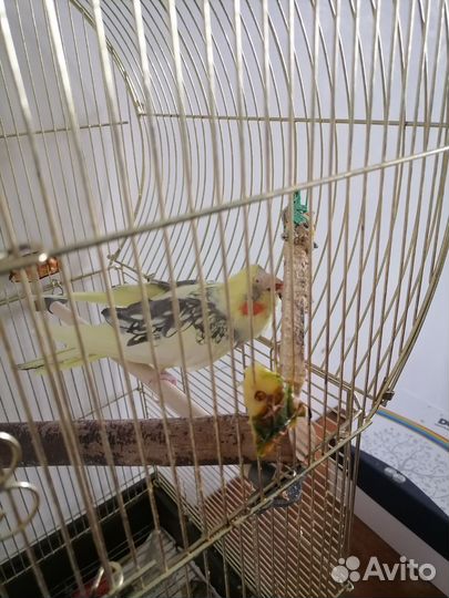 Зооняня/ передержка животных