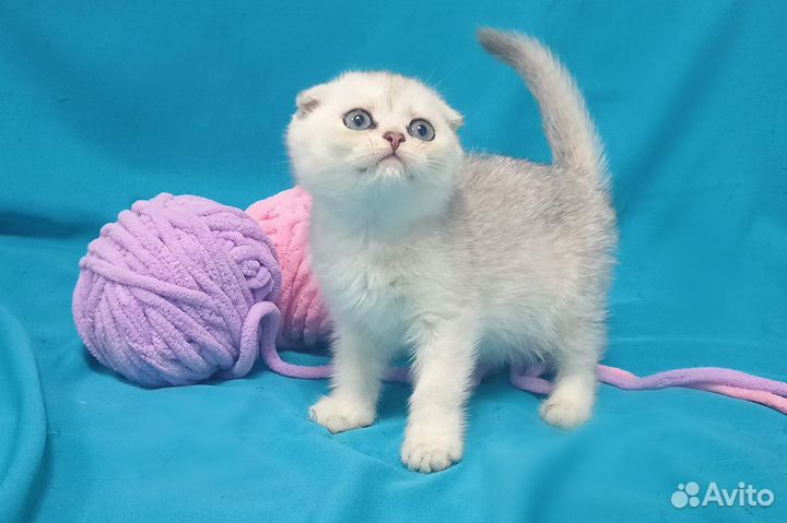 Шикарные Шотландцы