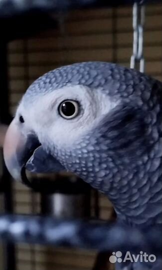 Говорящий попугай