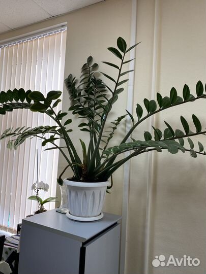 Замиокулькас