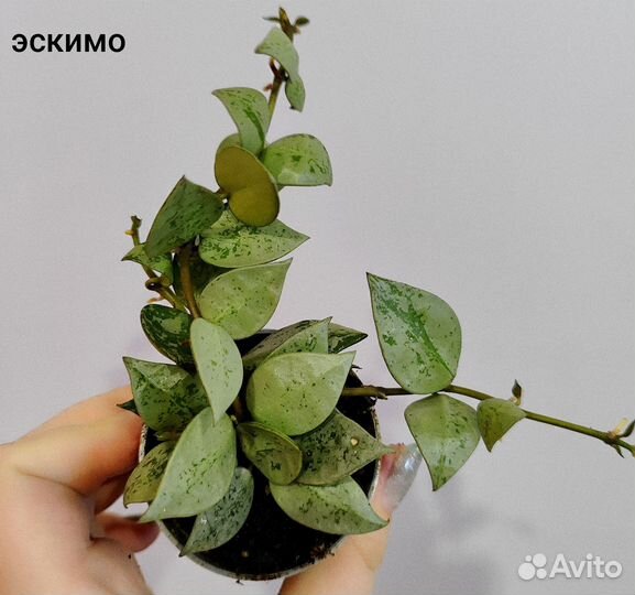 Хойя микс d6