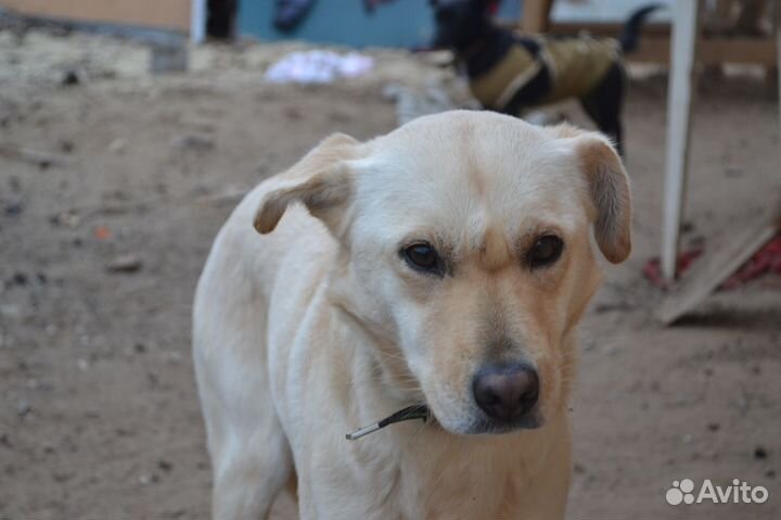 Белка ищет дом