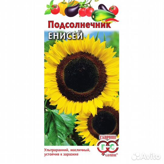 Подсолнечник Енисей