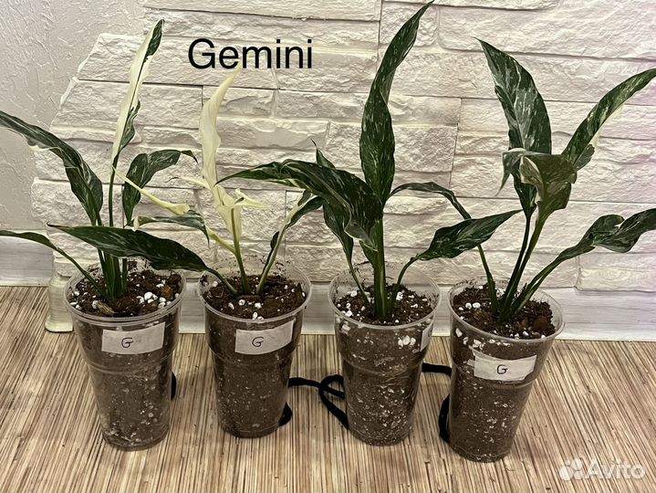 Спатифиллум Gemini, Gaiti, New One, Silver cupido