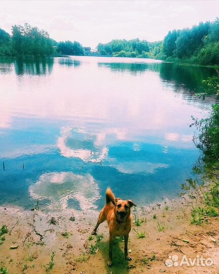 Собака в добрые руки отдам бесплатно