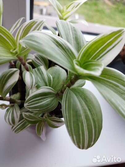 Традесканция