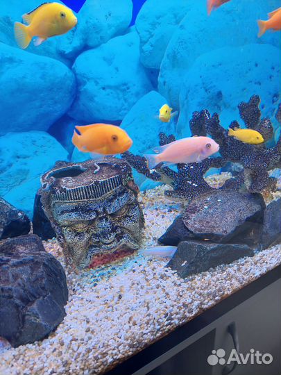 Цихлиды оз. Малави