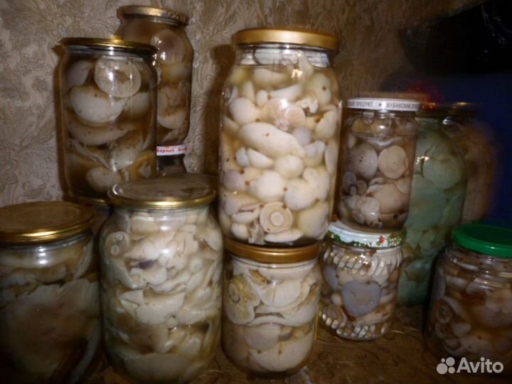 Грибы синяя ножка маринованные, домашние соления