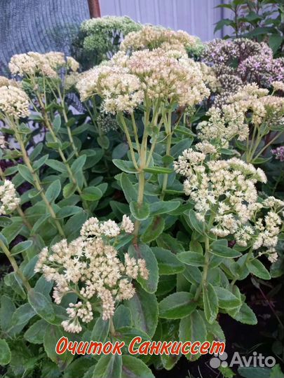 Очиток видные