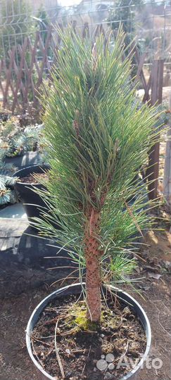 Сосна Грин тауэр и Фостигиата голубая