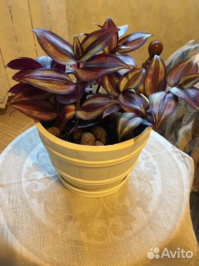 Комнатные цветы -Традесканция красная