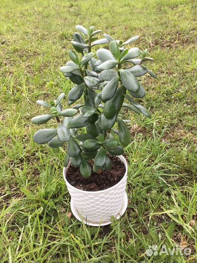 Крассула /Толстянка / денежное дерево