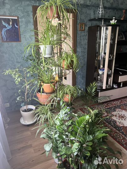 Комнатные растения