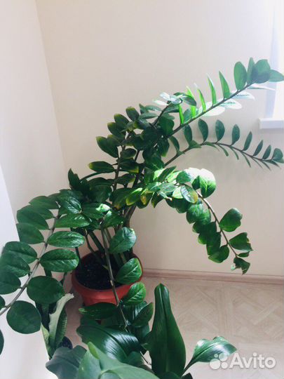 Замиокулькас