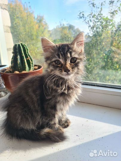 Котенок девочка