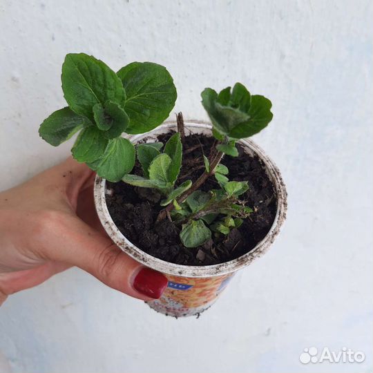 Мята садовая, рассада