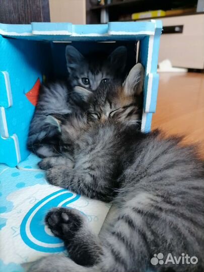 Котята в дар бесплатно