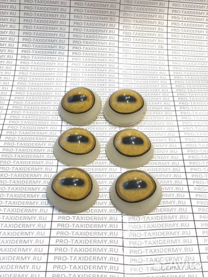 Глаза для чучела снежного барана, муфлона